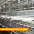 Automatic H Frame Chicken Raising System for Meat Production